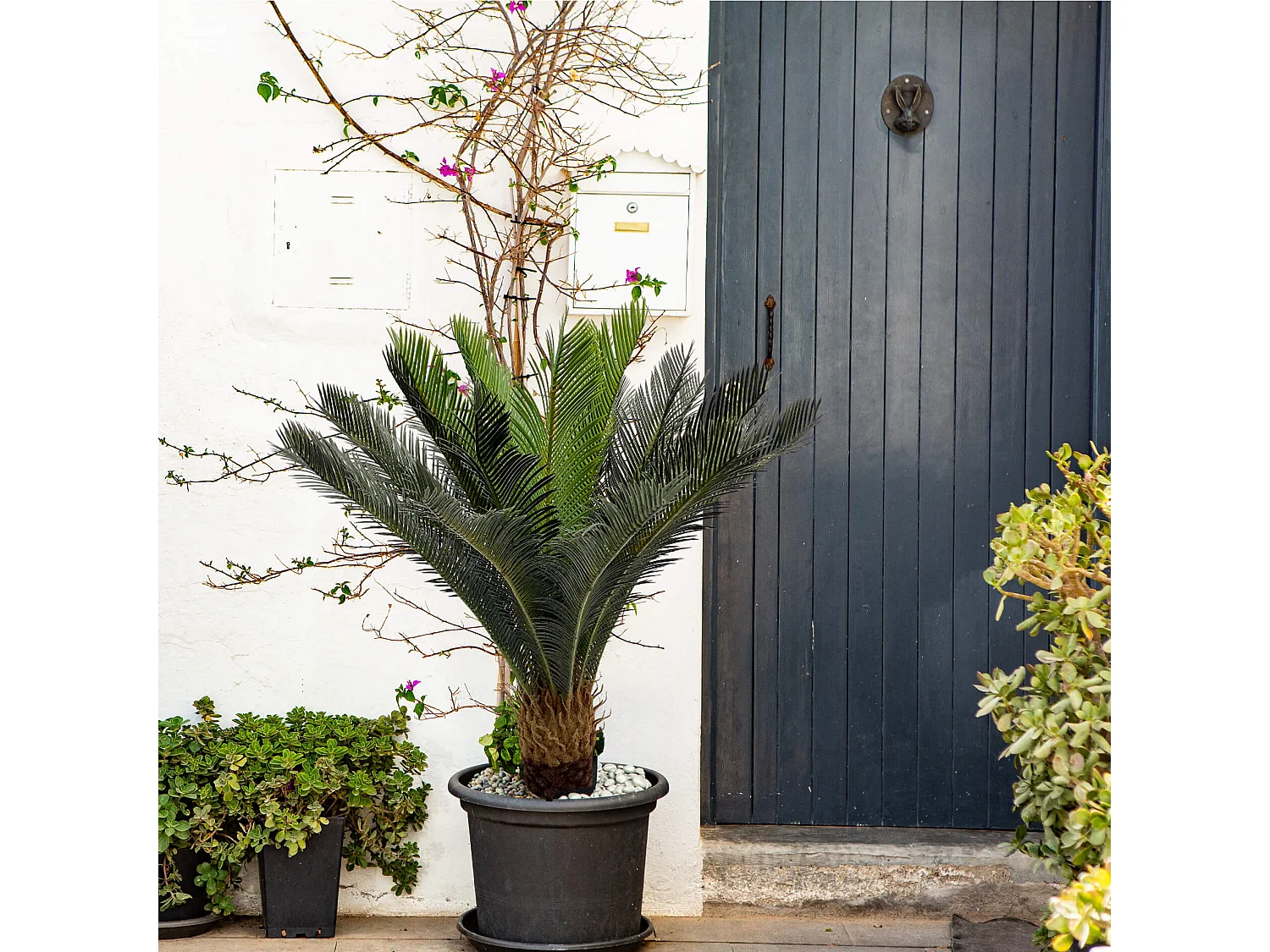 Plante artificielle Cycas Siyar 90x35x35 Polyéthylène Vert Marron