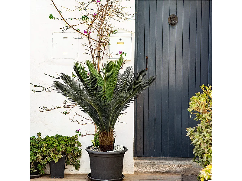 Plante artificielle Cycas Siyar 90x35x35 Polyéthylène Vert Marron