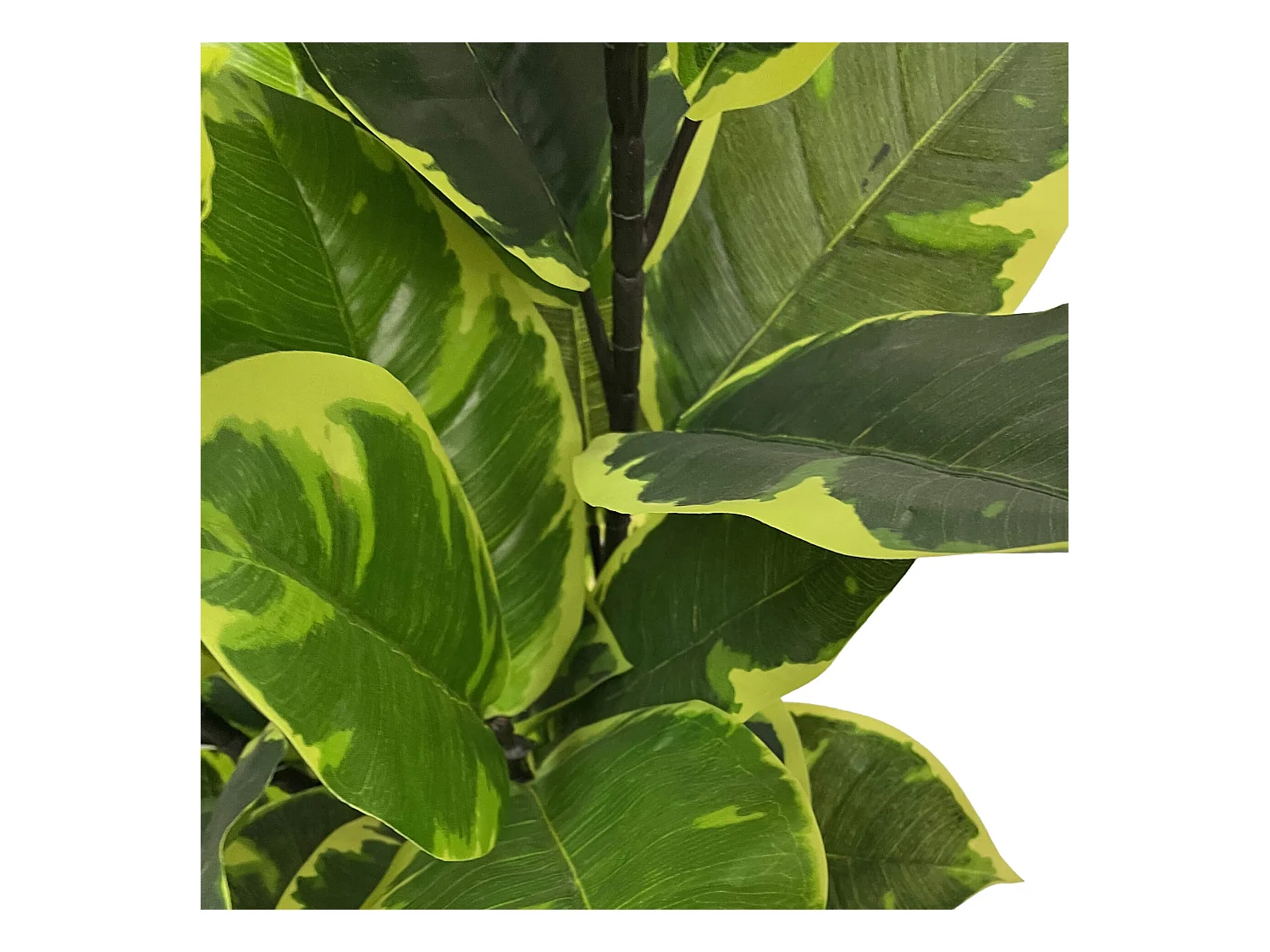 Pianta artificiale Fico Indiano Rebecca Mobili Baishi 90x35x35 PEVA Polietilene Verde Marrone