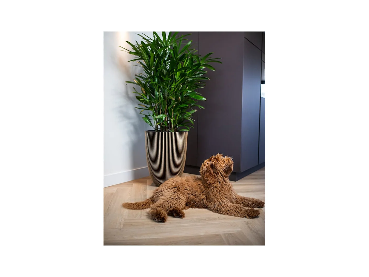 Jarrón elegante Groove negro y dorado 46x58 cm