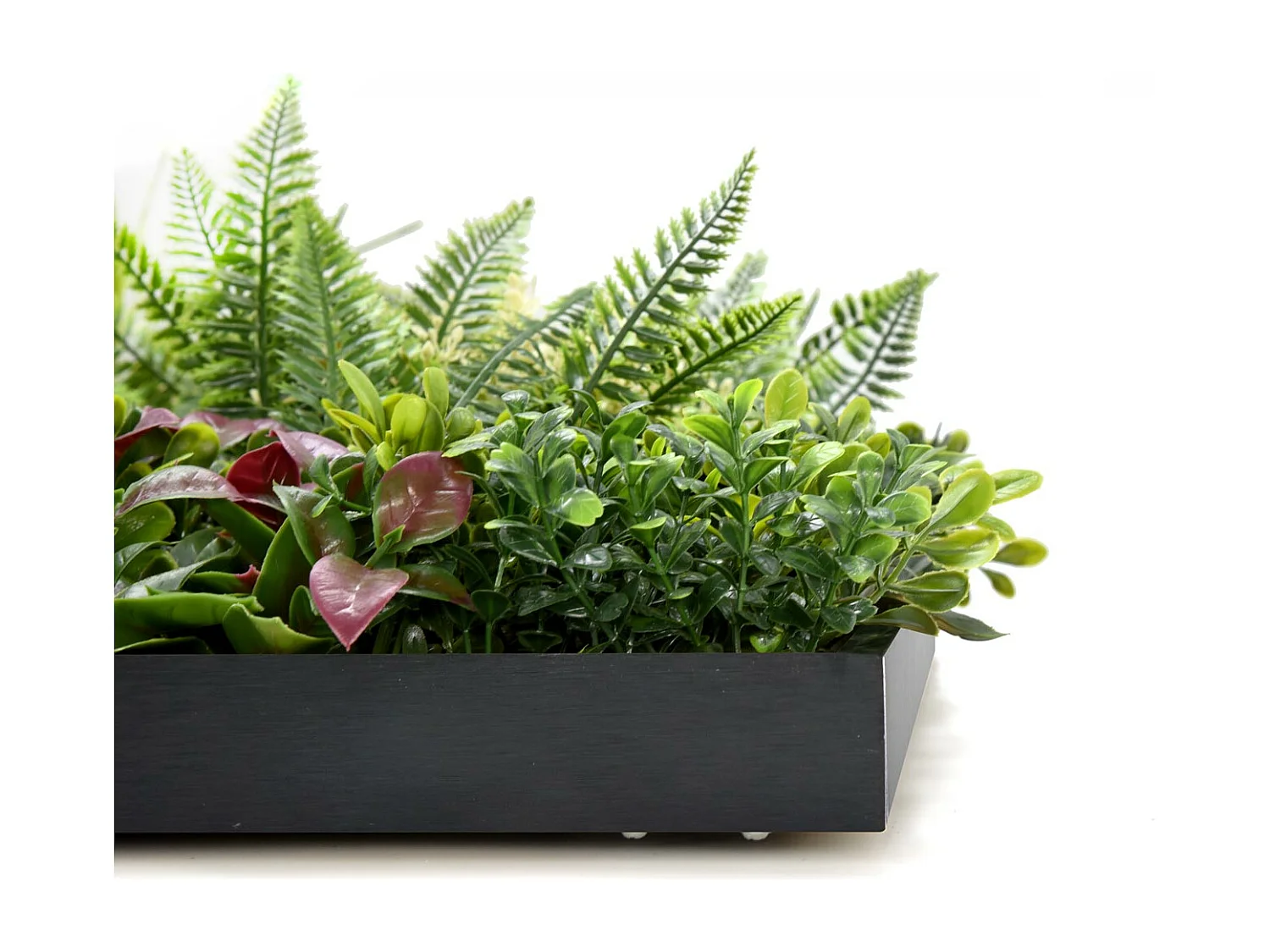 Liana - Cuadro vegetal con marco de PVC negro, 50x50 cm