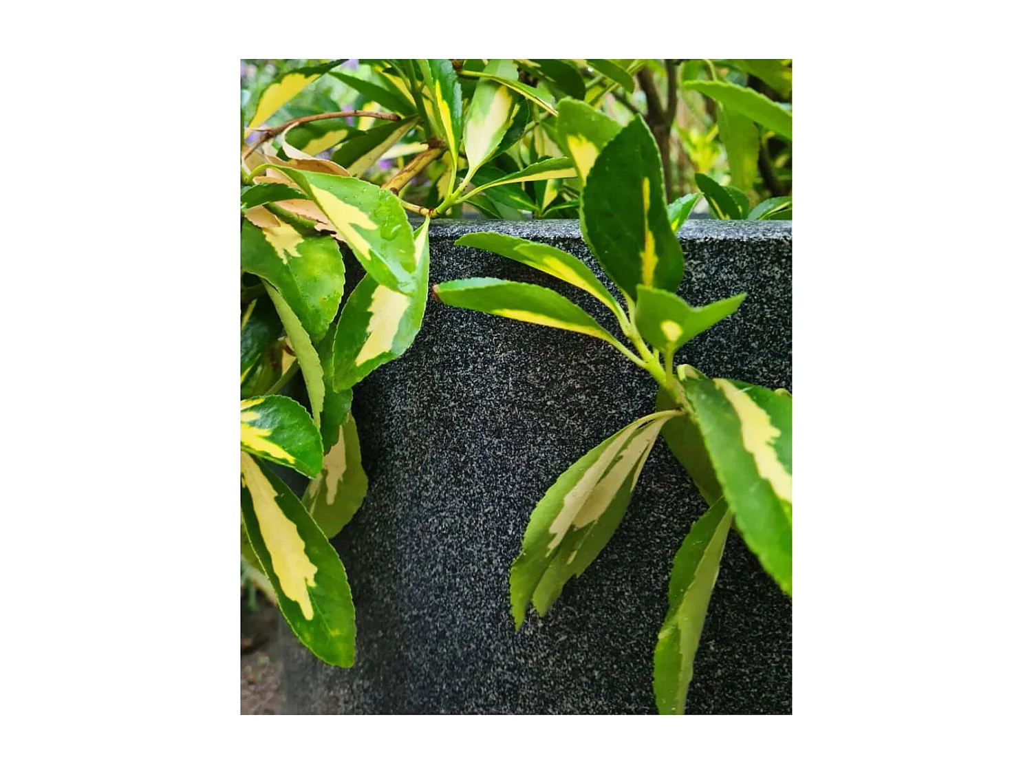 Macetero Waste Smooth gris 43x41 cm