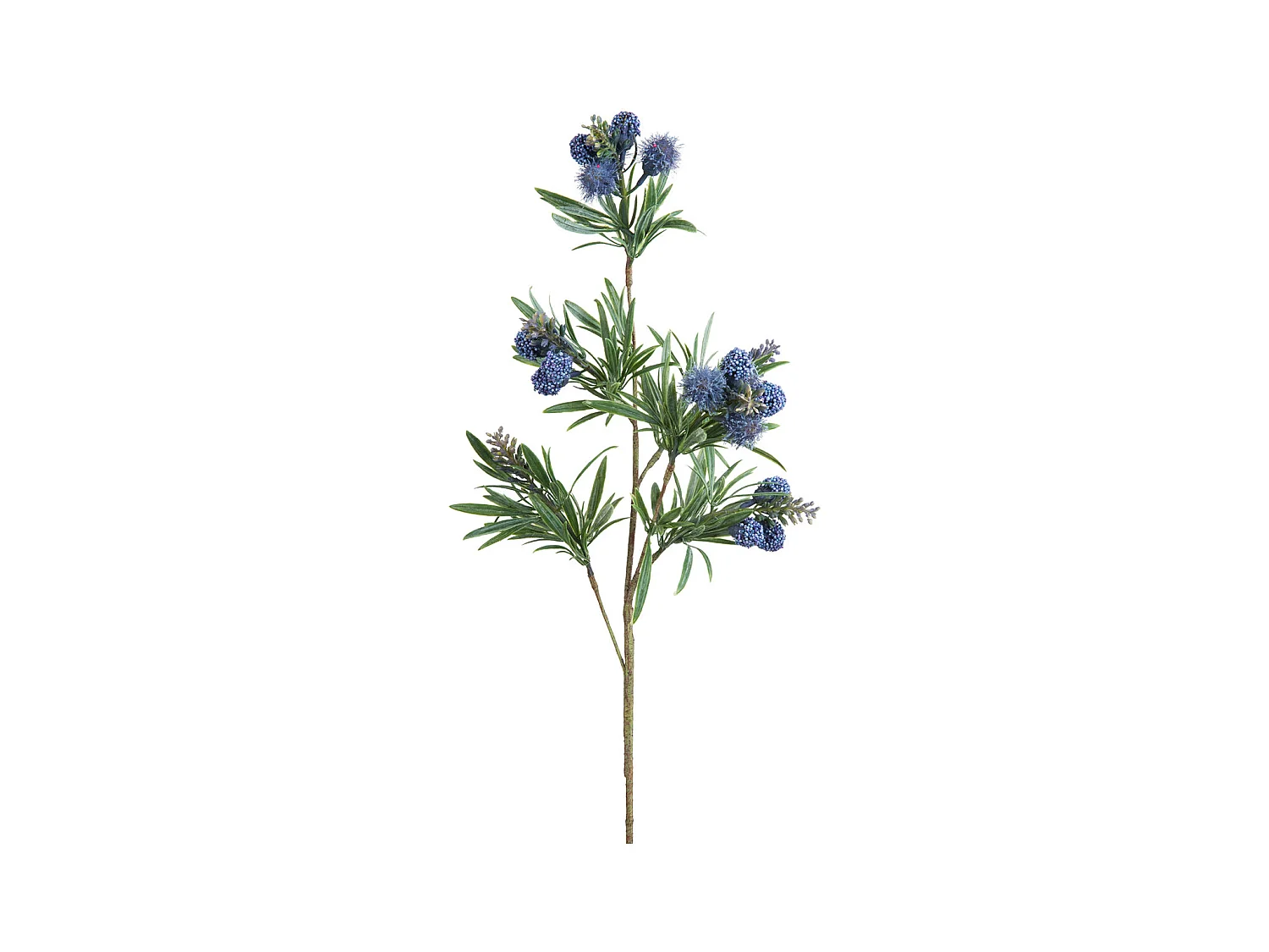 Feuillage de Fustet Commun - Bleu