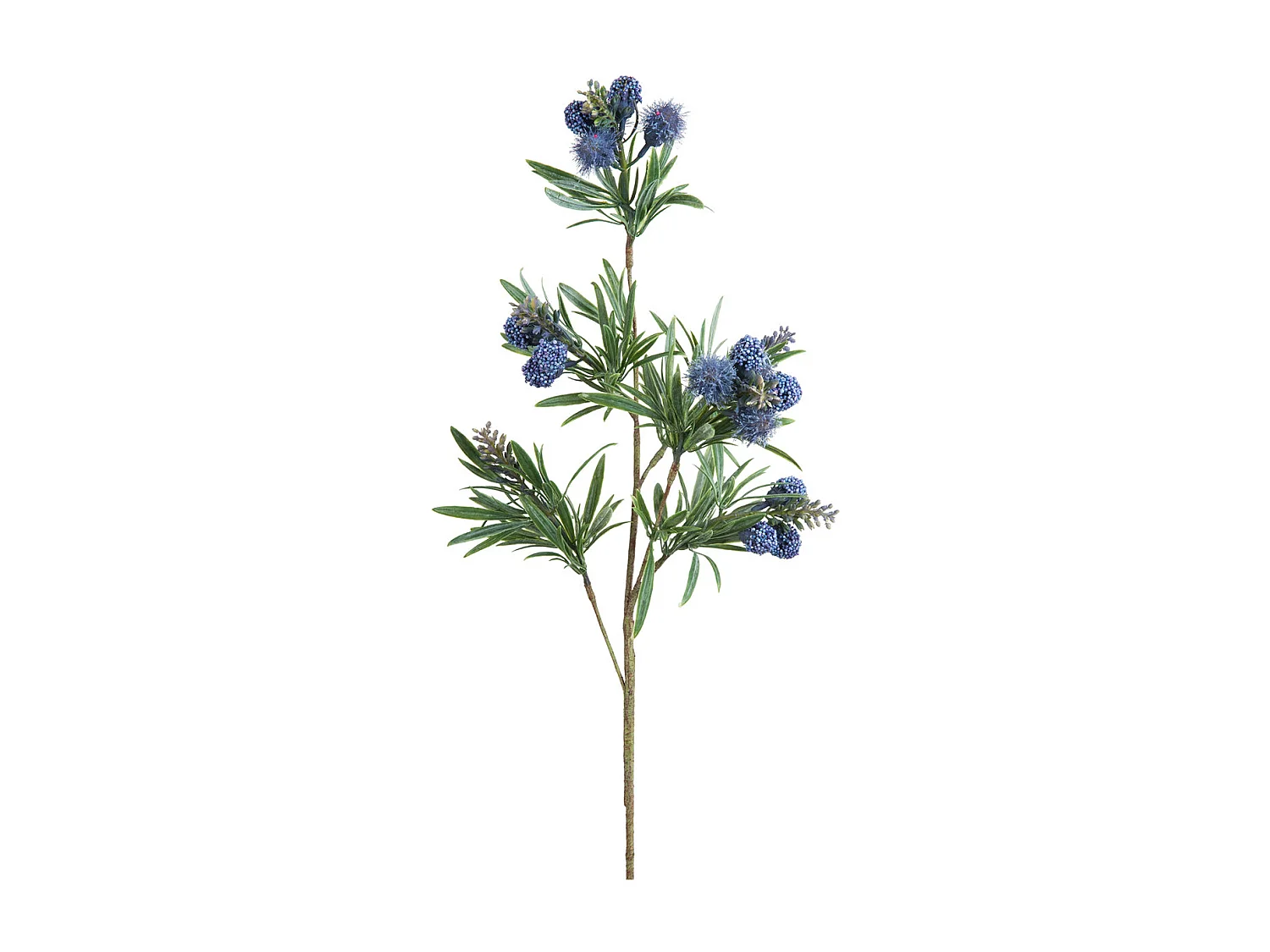 Feuillage de Fustet Commun - Bleu