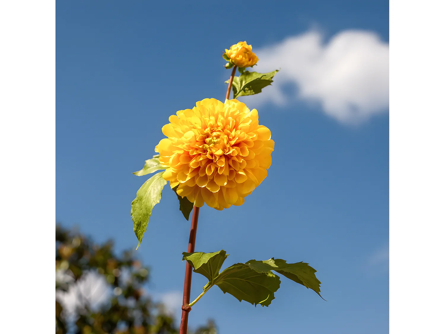 Tige de Dahlia avec bourgeon - Orange