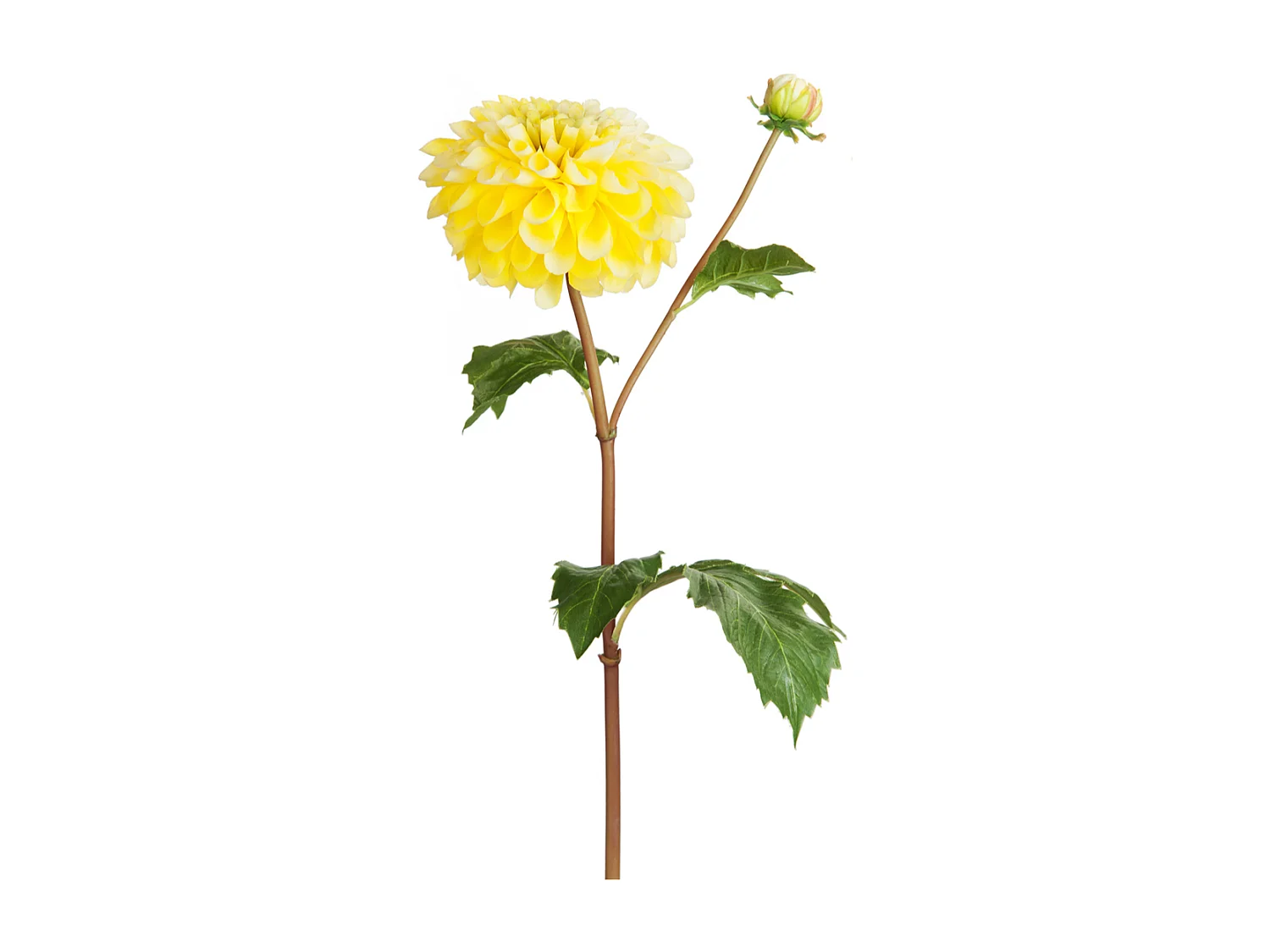 Tige de Dahlia avec bourgeon - Orange