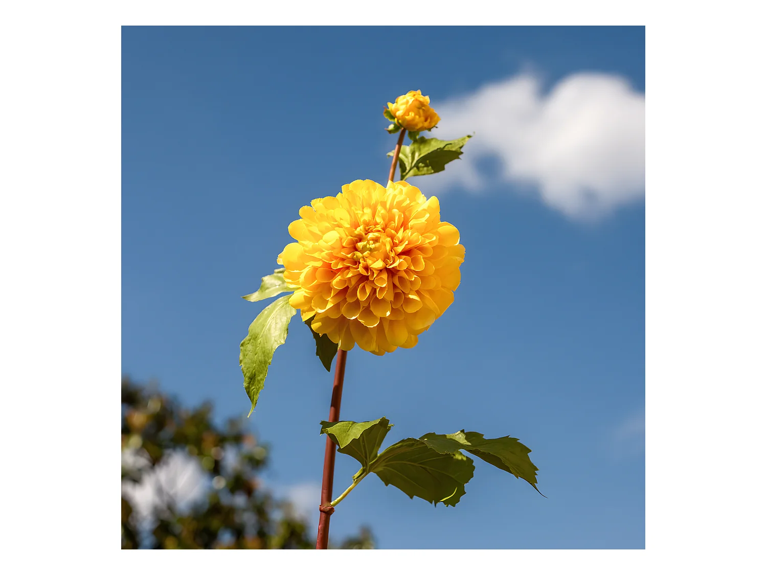 Tige de Dahlia avec bourgeon - Orange