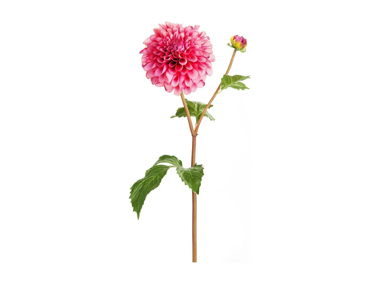 Tige de Dahlia avec bourgeon - Jaune