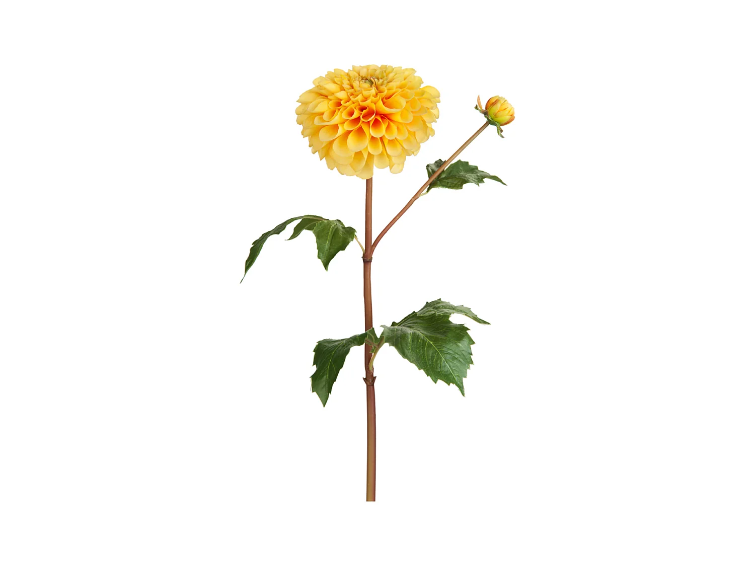 Tige de Dahlia avec bourgeon - Jaune