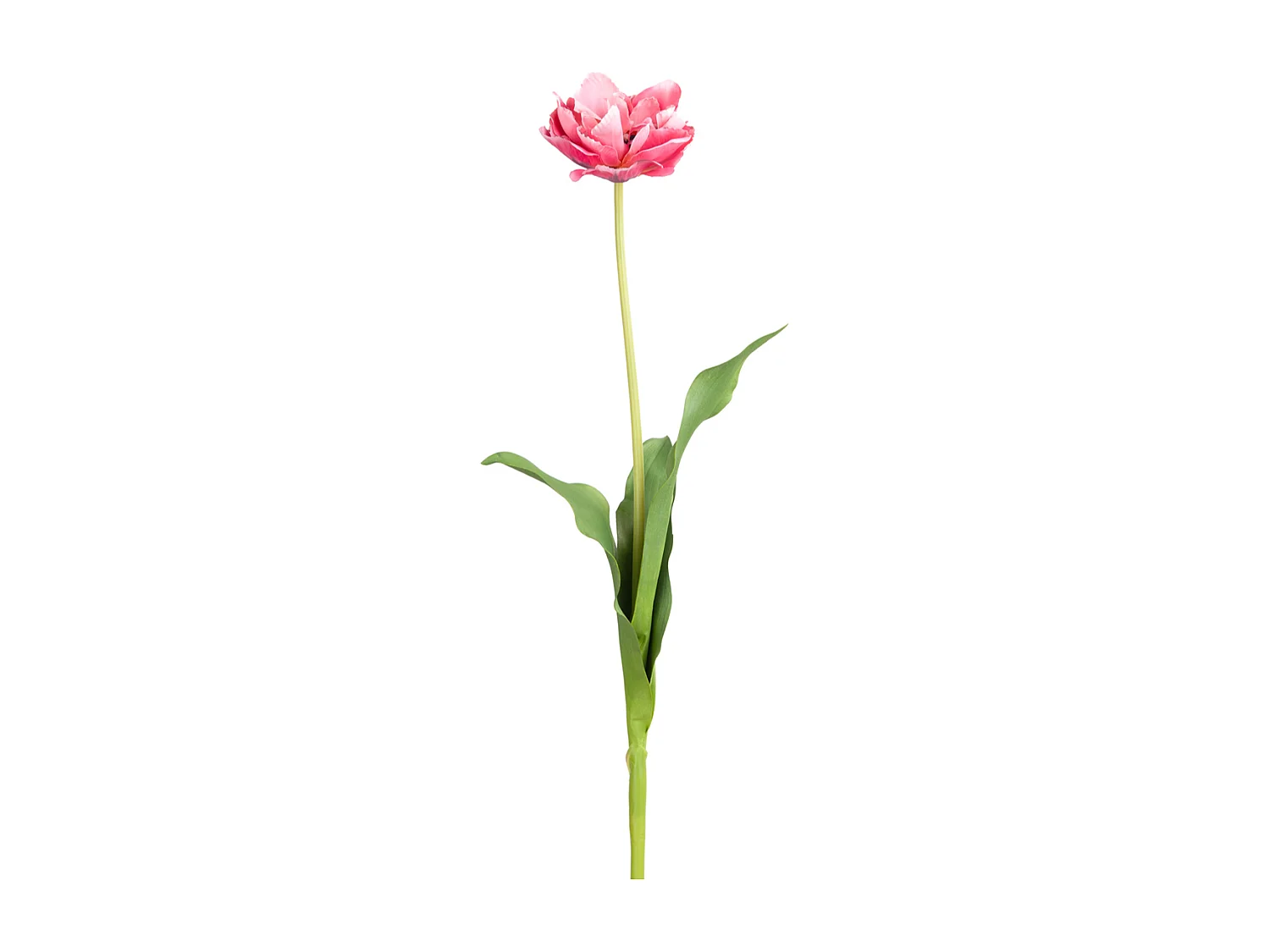 Tige de Tulipe double - Blanc et rose