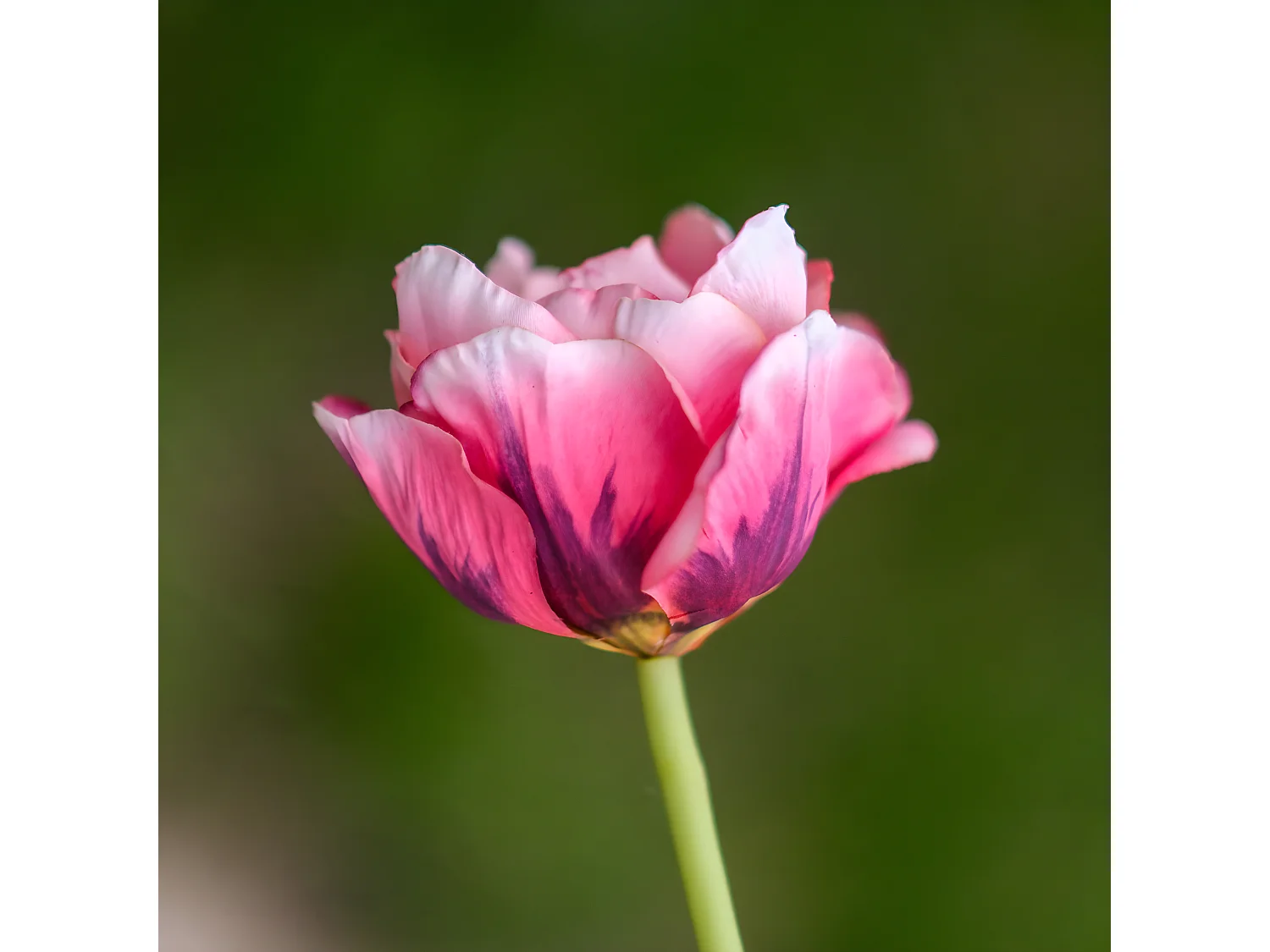 Tige de Tulipe double - Blanc et rose