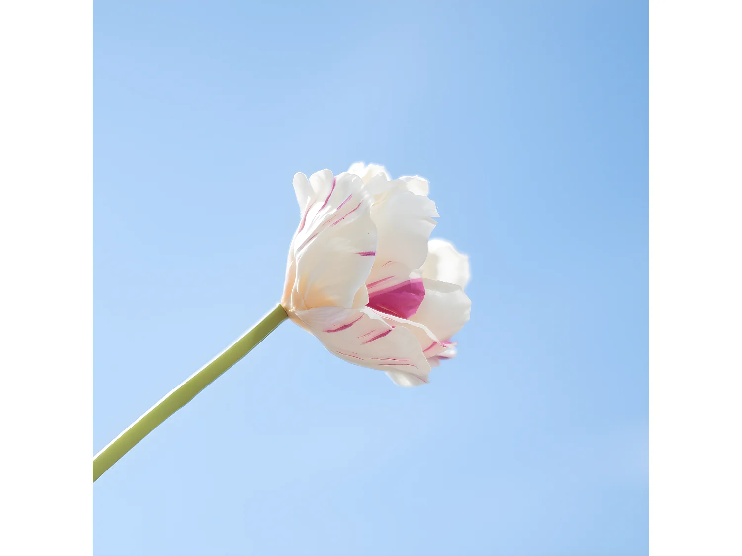 Tige de Tulipe double - Blanc et rose