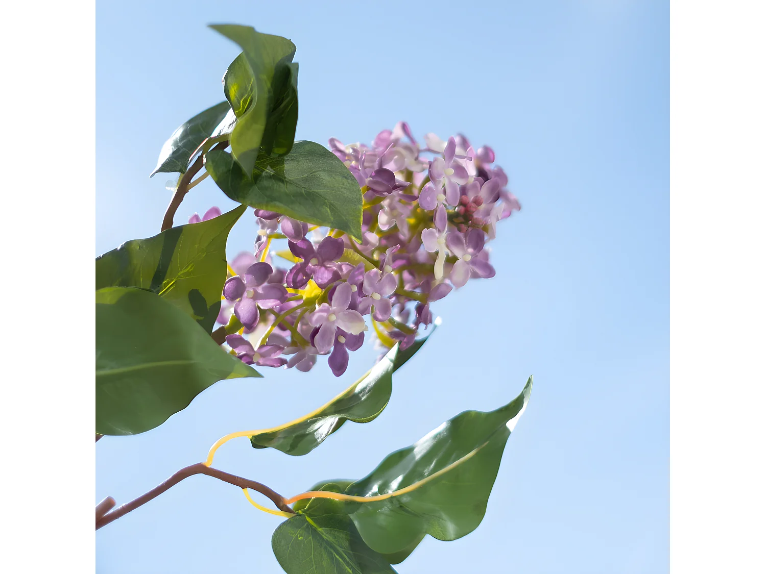 Tige de Lilas Petit Format - Blanc
