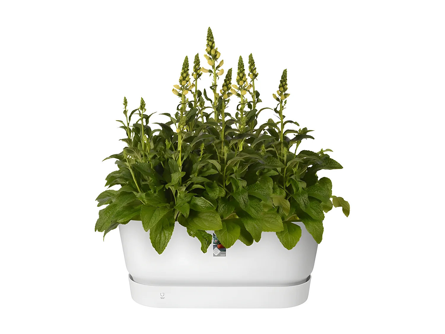 Ovaler Pflanzkasten – Kunststoff – Mit Rädern – Ø 60 – Weiß