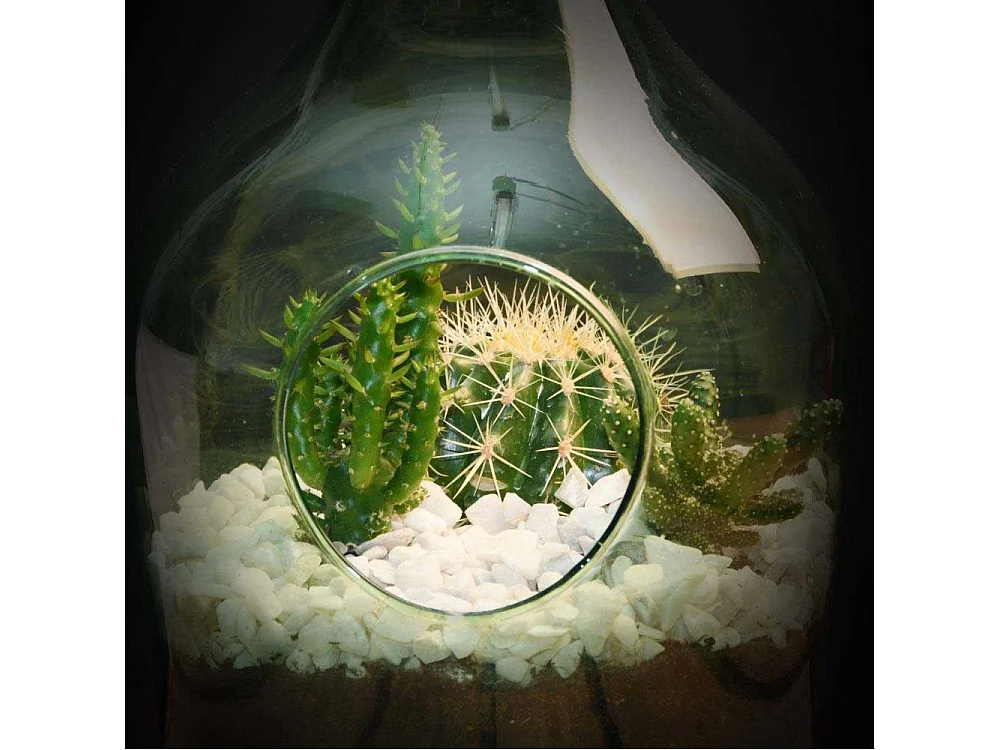 Kit terrarium végétal à faire soi-même DIY 3 litres