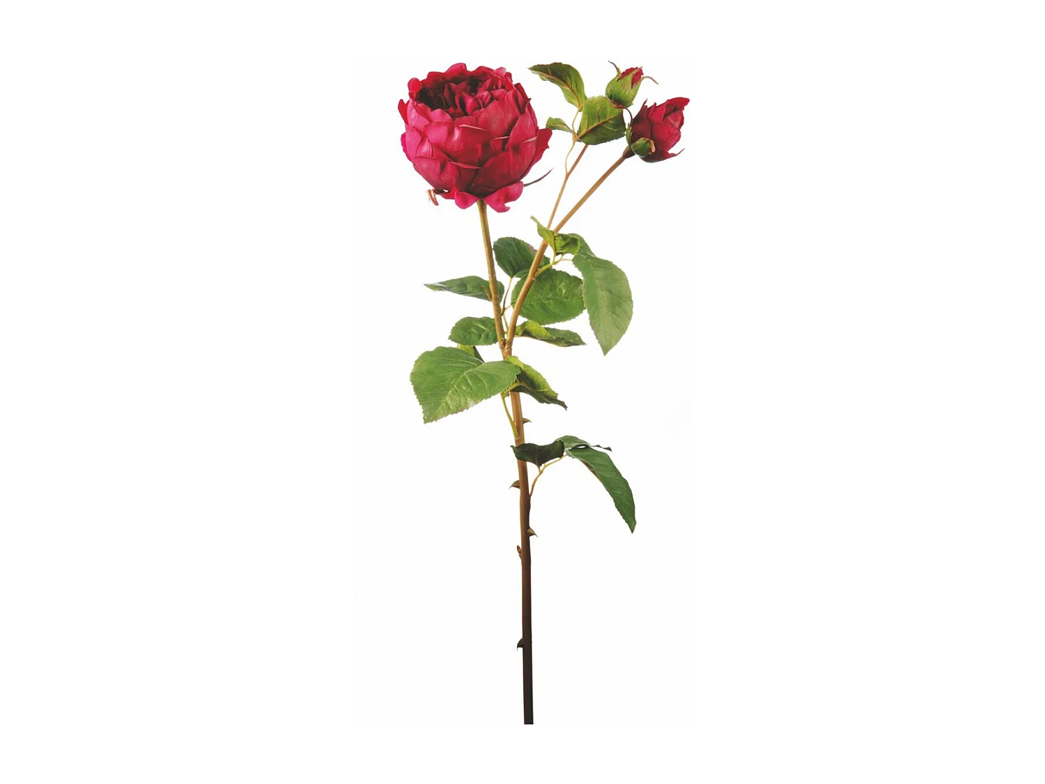 Tige de Rose David fermée - Rose / 80 cm