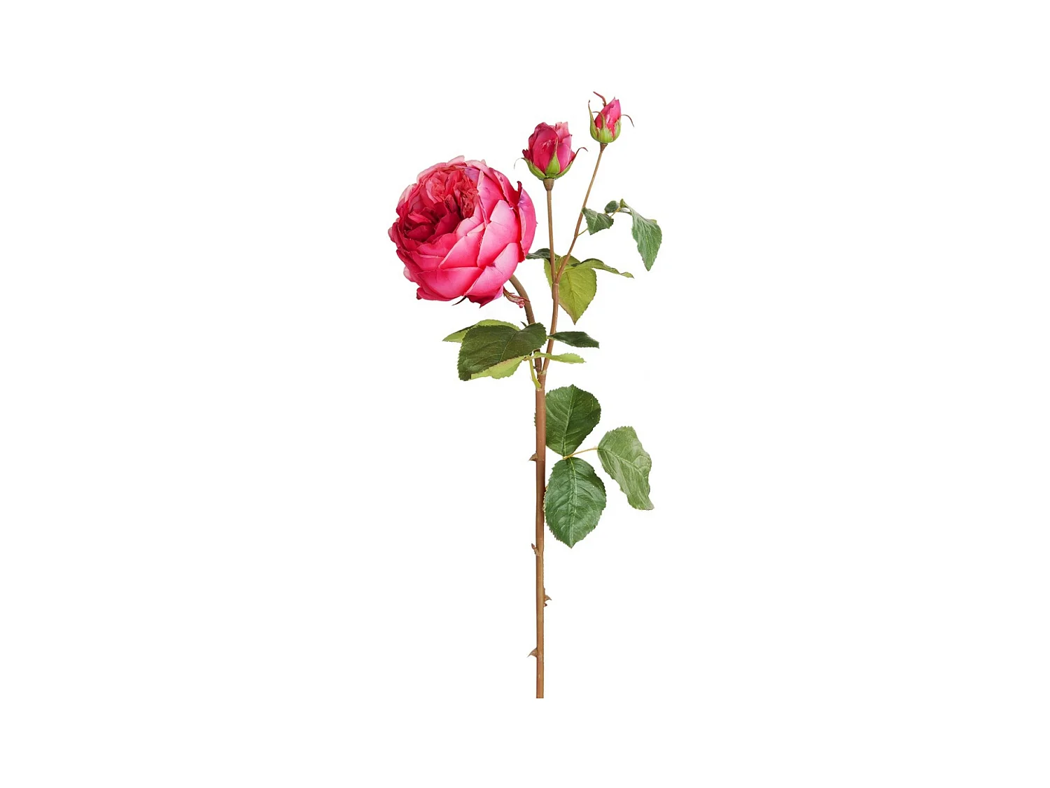 Tige de Rose David fermée - Rose pâle / 80 cm