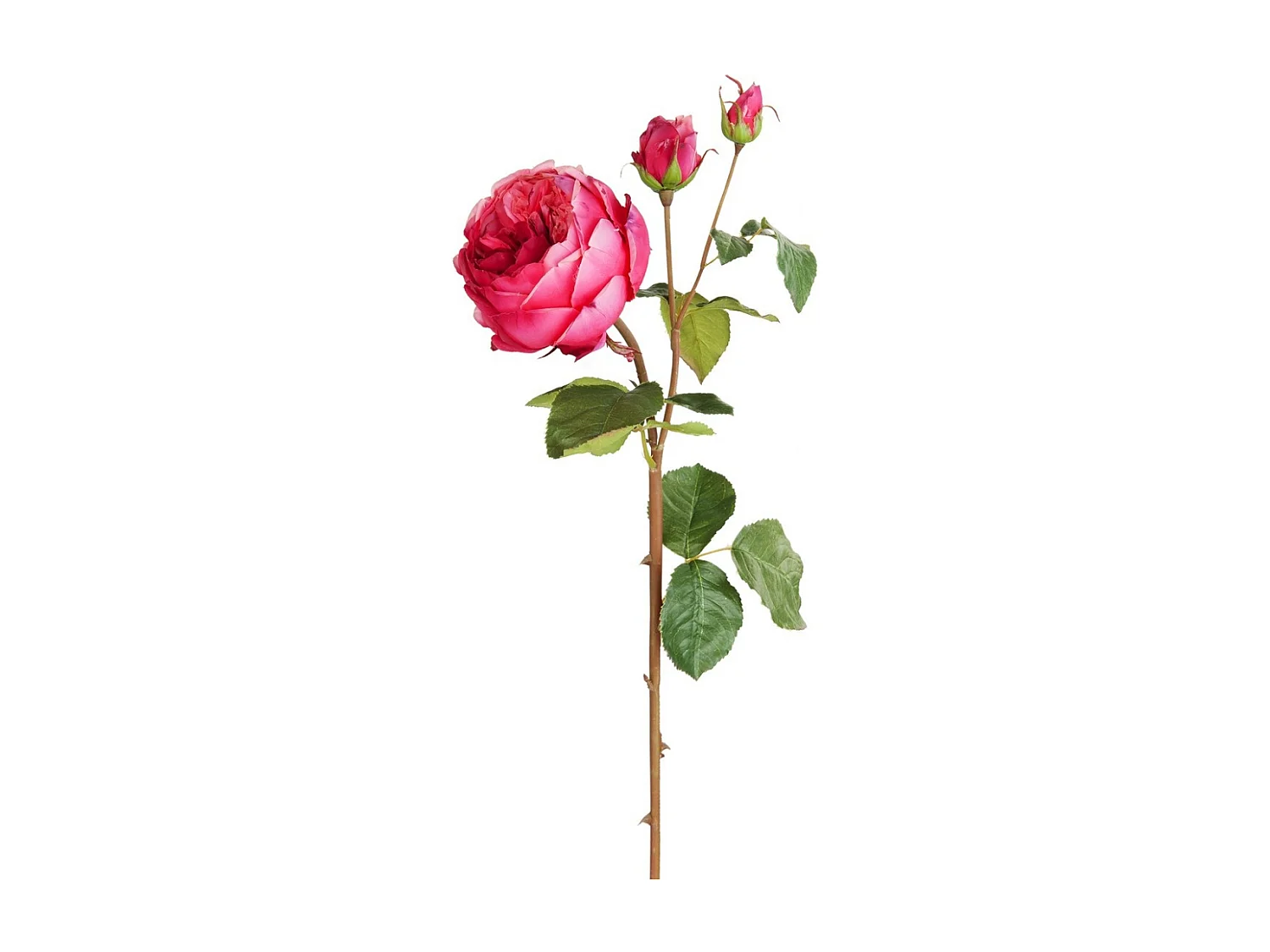 Tige de Rose David fermée - Rose pâle / 80 cm