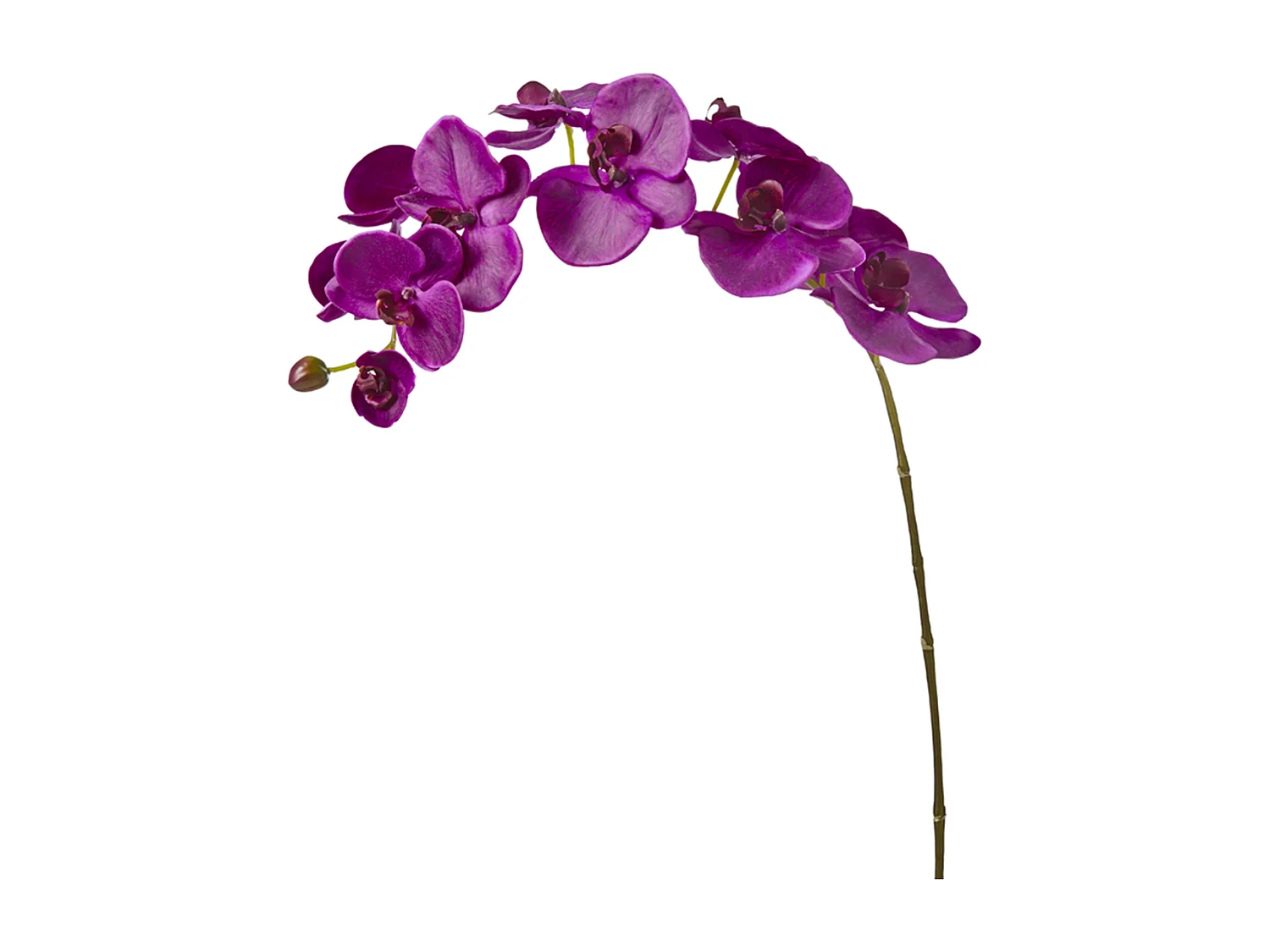 Tige d'Orchidée Phalaenopsis Forever - Mauve