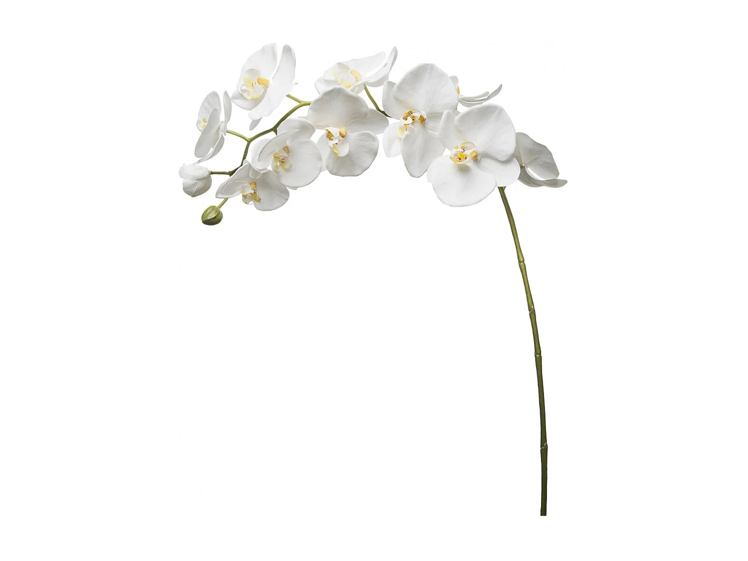 Tige d'Orchidée Phalaenopsis Forever - Mauve