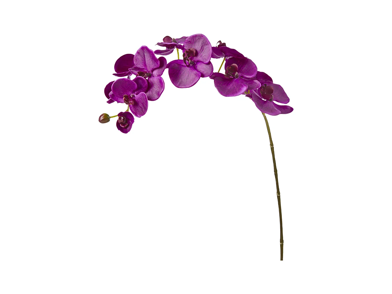 Tige d'Orchidée Phalaenopsis Forever - Mauve