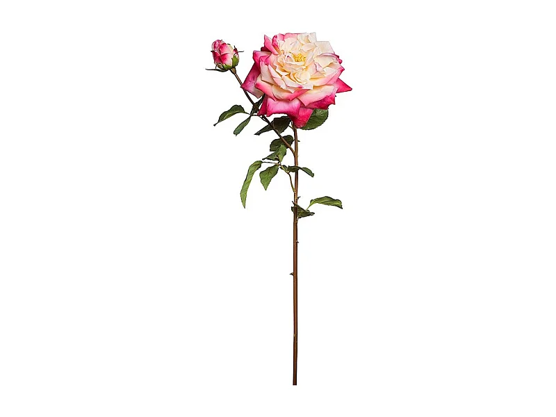 Tige de Rose David ouverte - Rose pâle / 80 cm