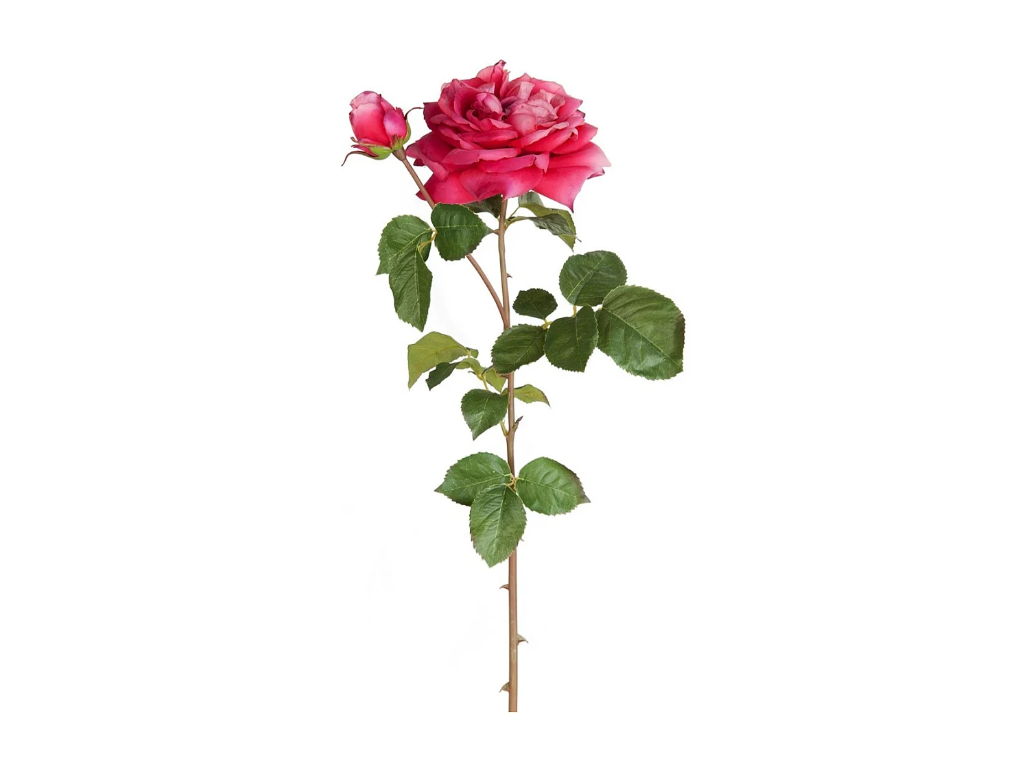 Tige de Rose David ouverte - Rose pâle / 80 cm