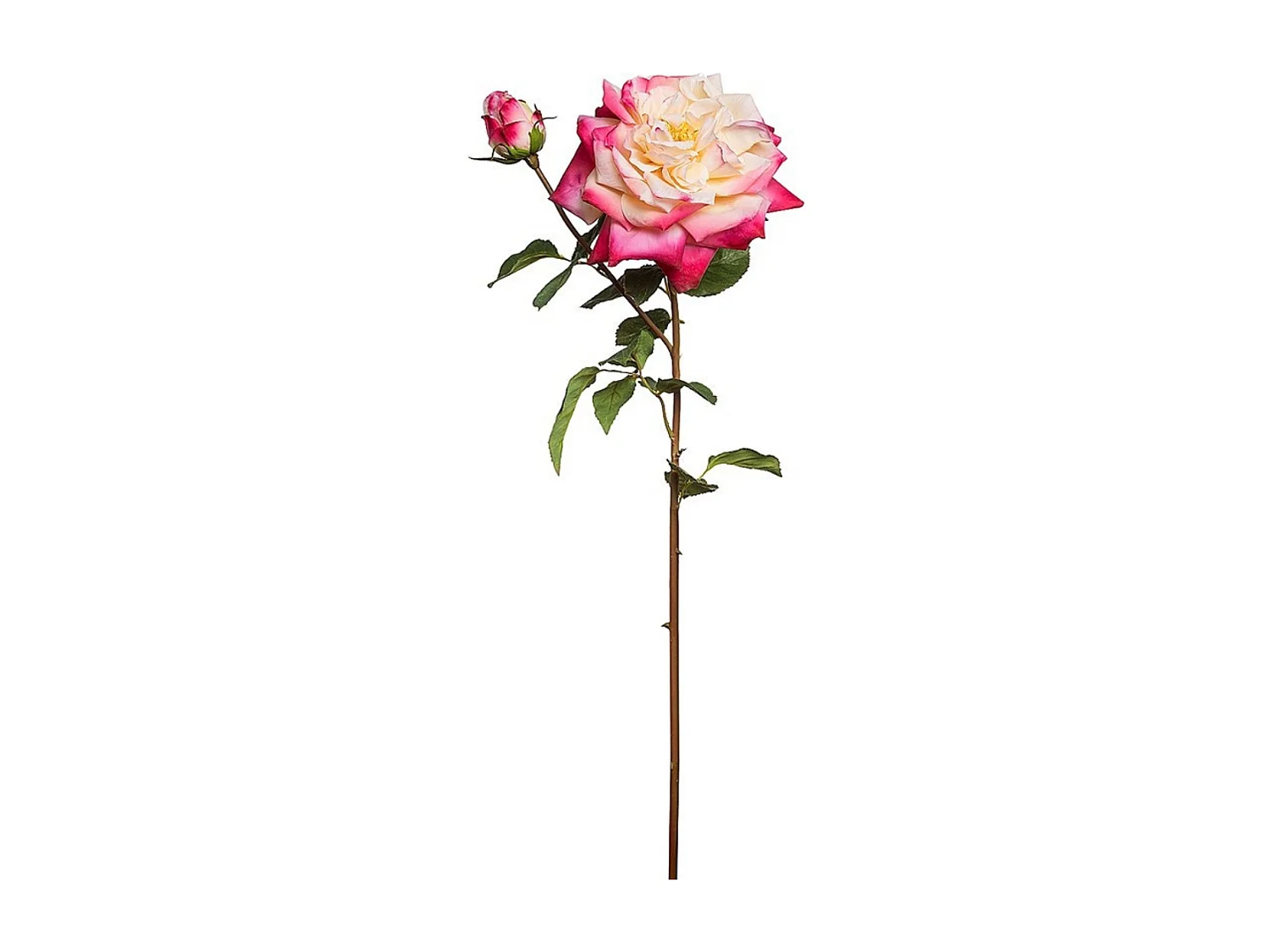 Tige de Rose David ouverte - Rose pâle / 80 cm