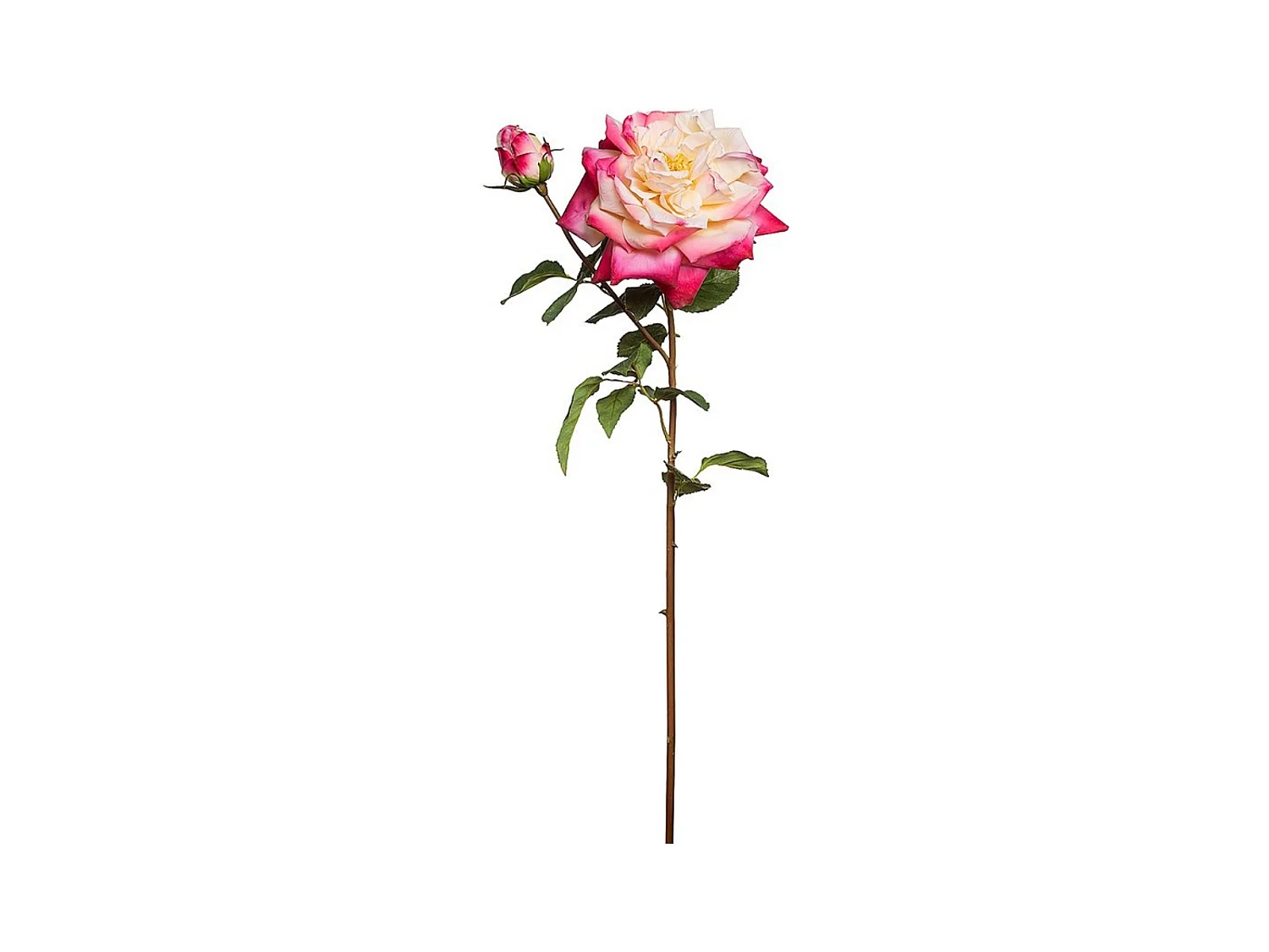 Tige de Rose David ouverte - Rose pâle / 80 cm