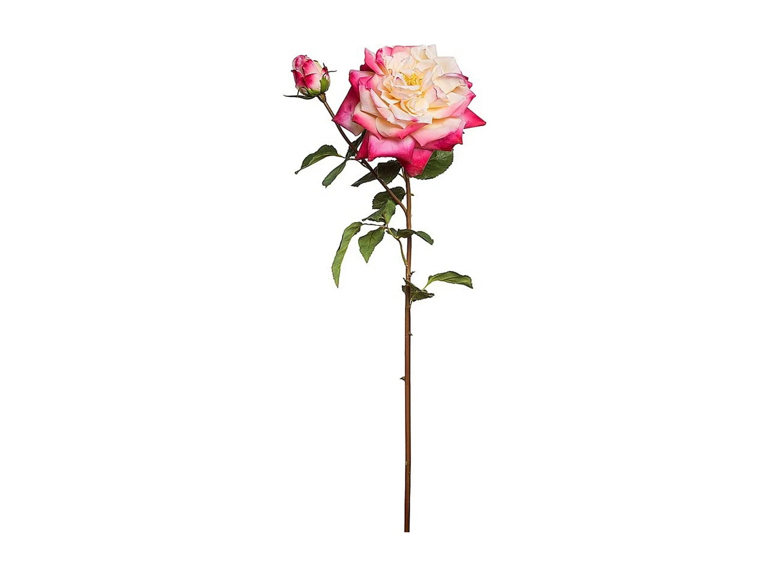 Tige de Rose David ouverte - Rose pâle / 80 cm