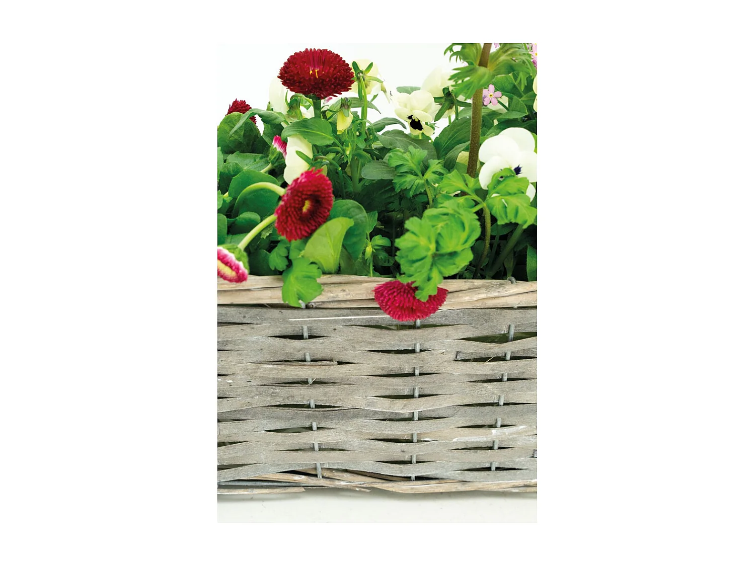 Jardinière en osier et bois 50 x 16 x 15 cm