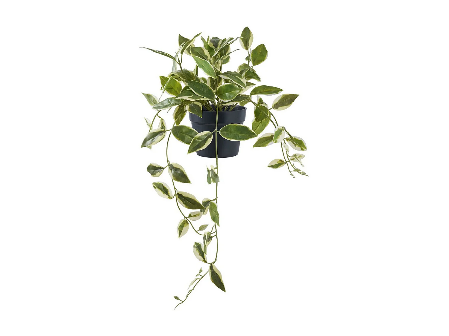 Kunstplant Hoya, Groen, 25,5x25,5x33 cm, EPIKASA