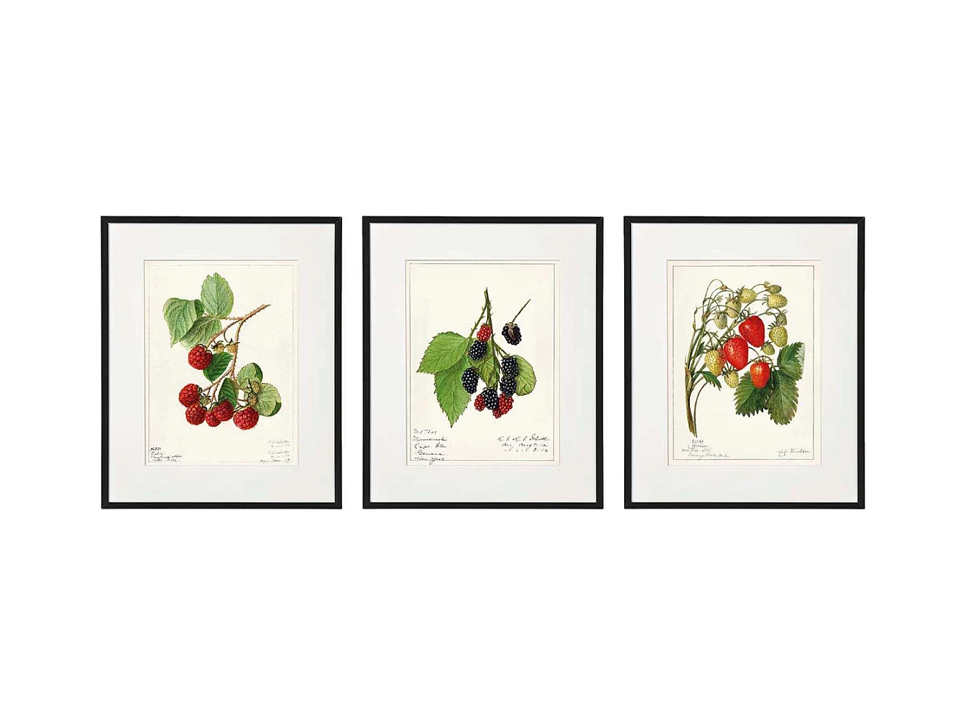Tableau décoratif Fruits 20 x 25 cm (Lot de 3)