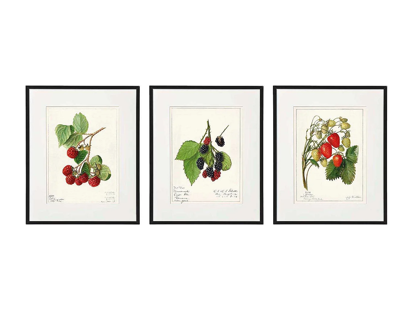 Tableau décoratif Fruits 20 x 25 cm (Lot de 3)