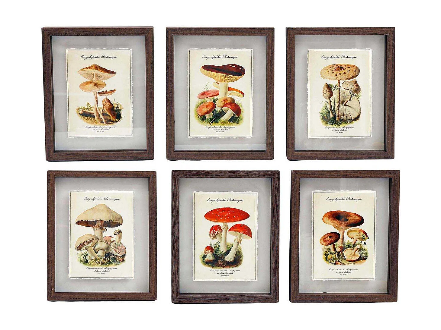 Tableaux décoratifs champignons 30 x 40 cm (Lot de 6)