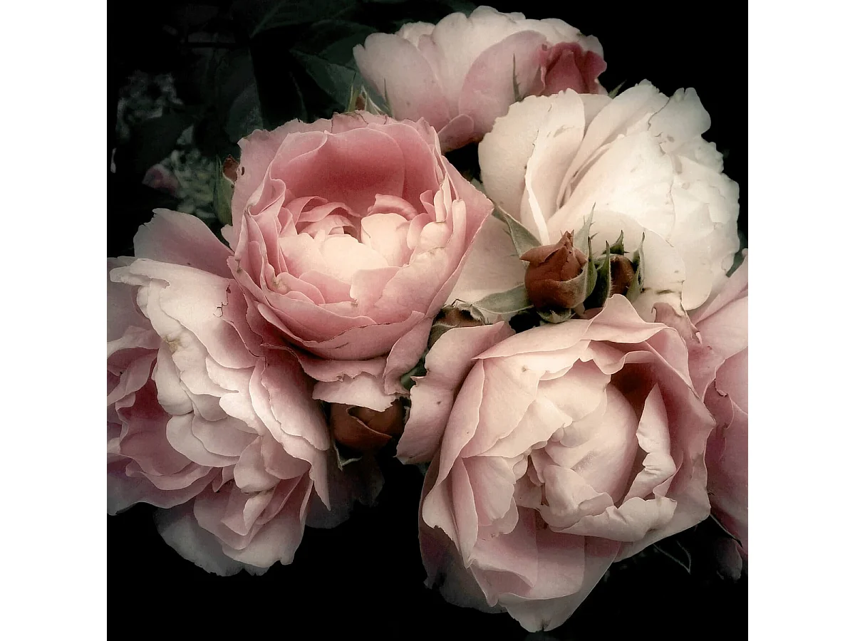 Tableau sur verre fleur romantique 30x30 cm