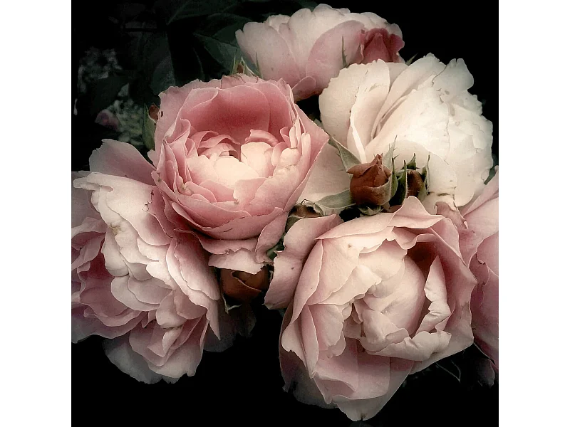 Tableau sur verre fleur romantique 30x30 cm