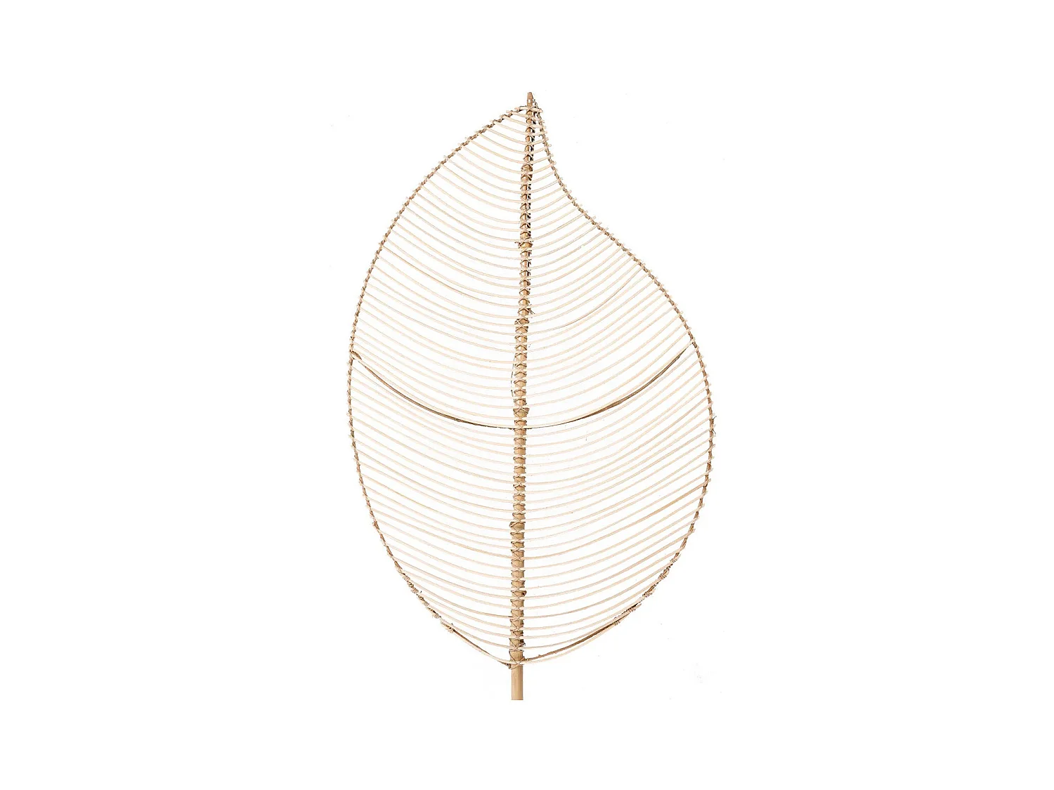 Das Elliptische Rattan - Natur