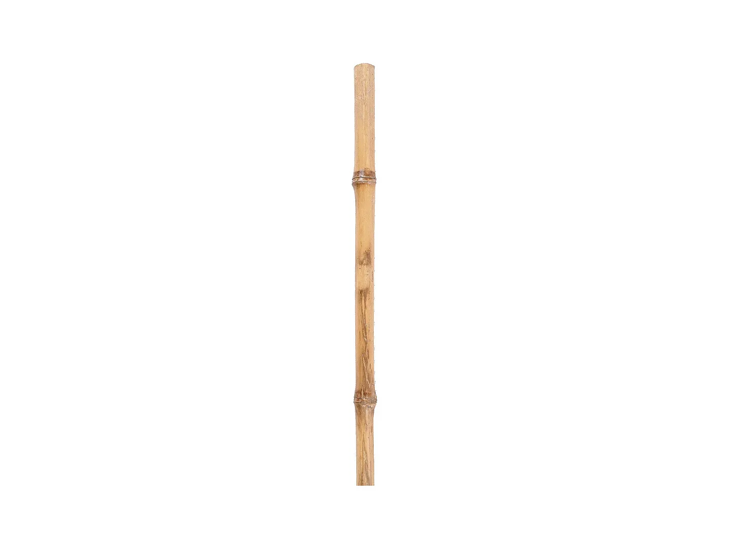 Das Elliptische Rattan - Natur