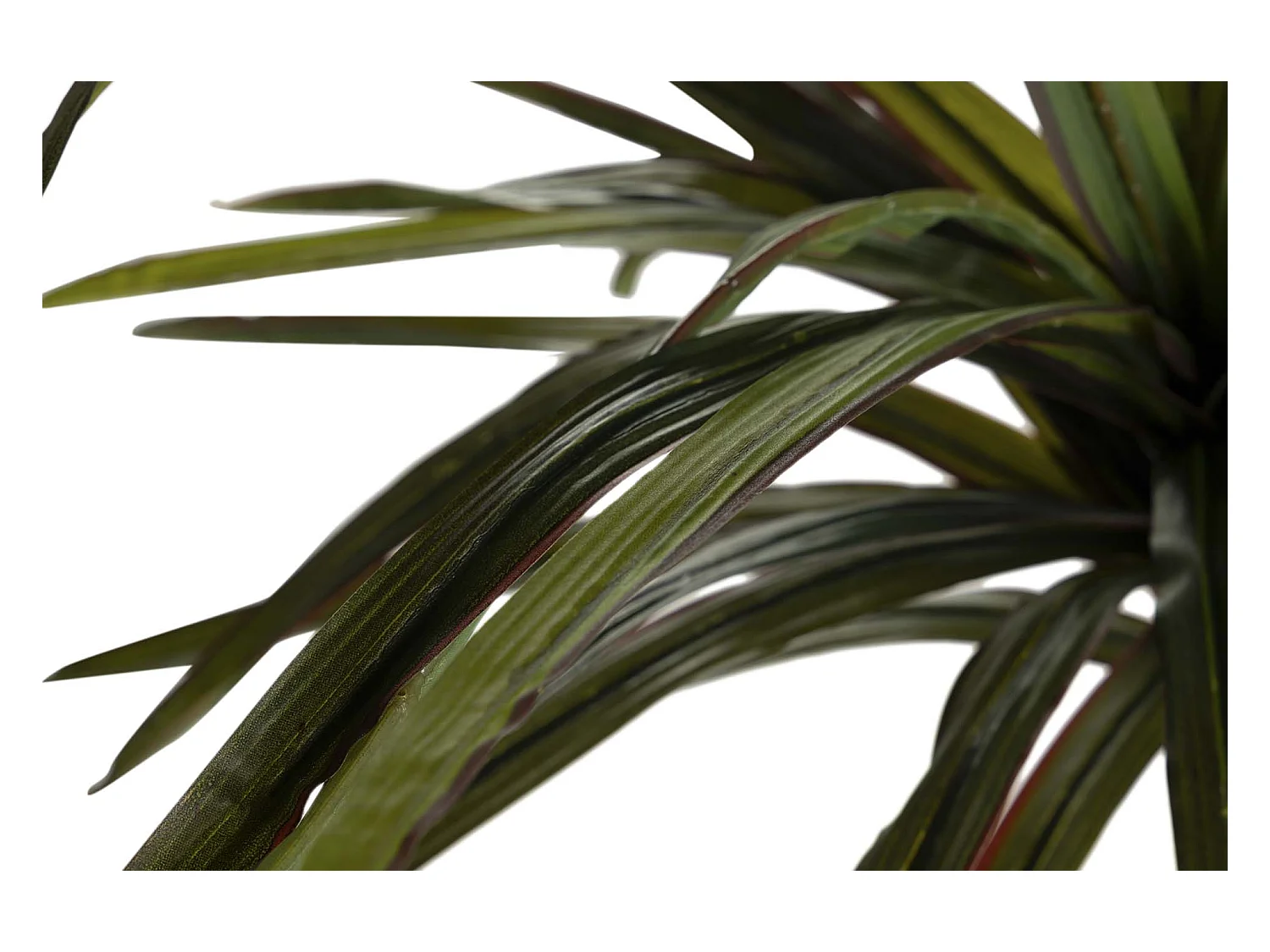 Planta Yuca 85x70x185 Cm