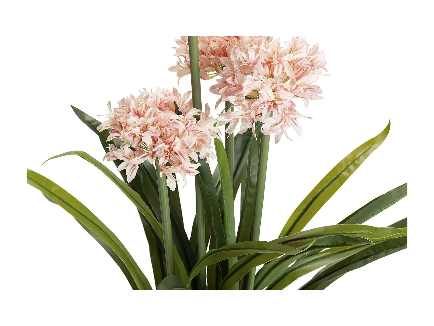 Planta Narciso 70x70x100 Cm