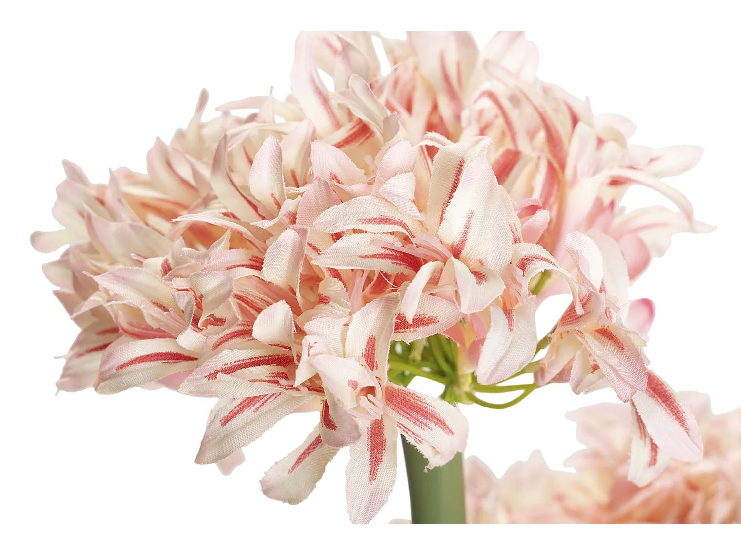 Planta Narciso 70x70x100 Cm