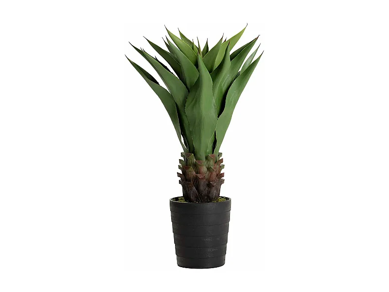 Planta Agave Attenuata 75x75x82 Cm
