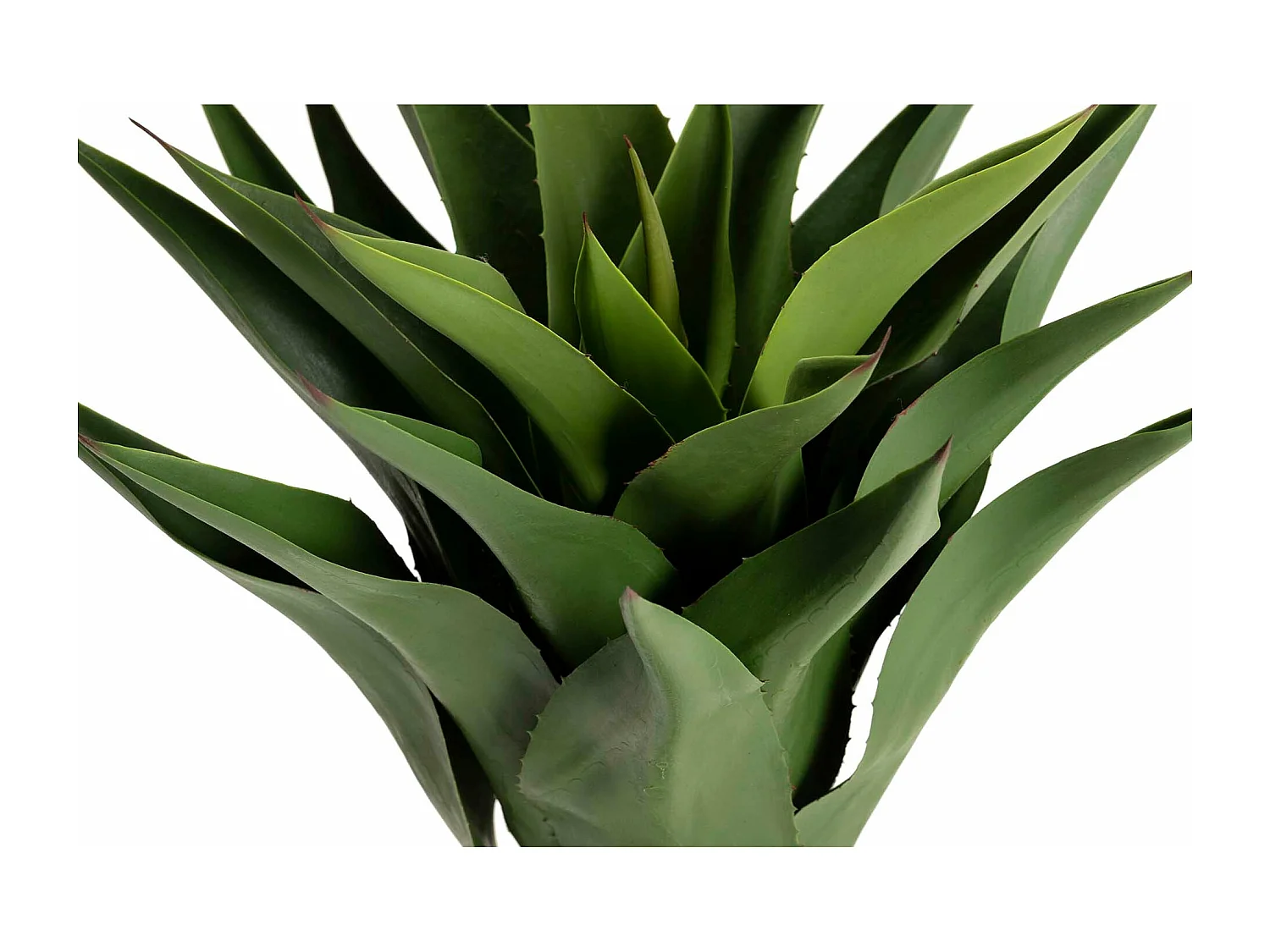 Planta Agave Attenuata 75x75x82 Cm