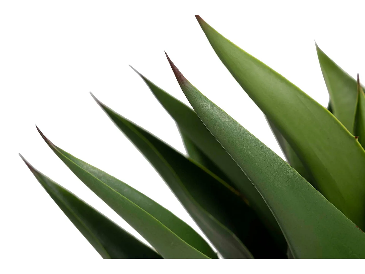 Planta Agave Attenuata 75x75x82 Cm