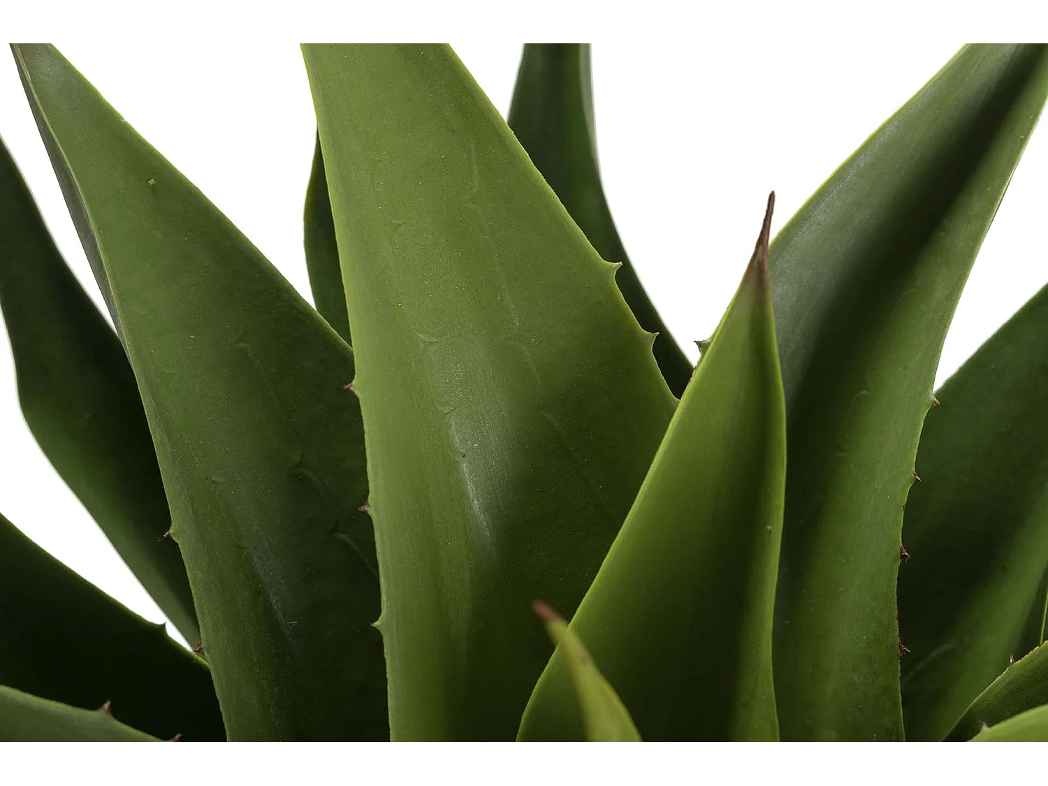 Planta Agave Attenuata 75x75x82 Cm