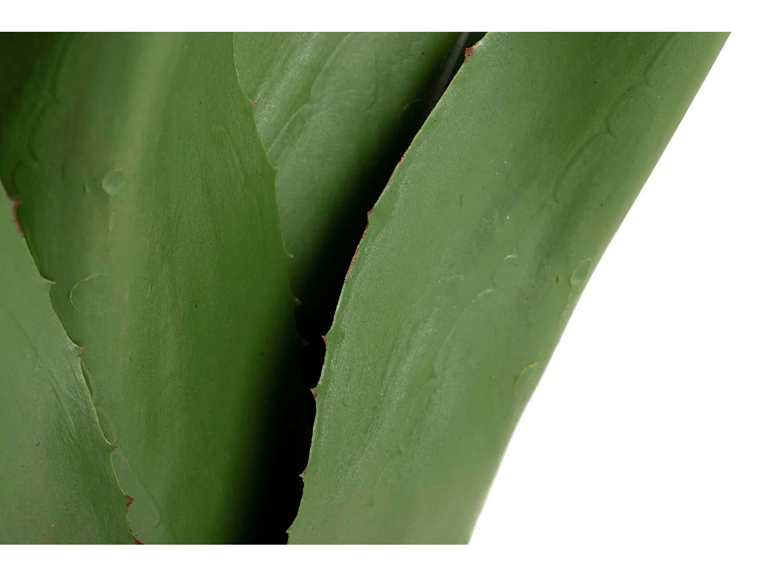 Planta Agave Attenuata 75x75x82 Cm