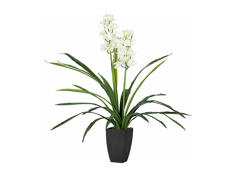 Planta Orquidea Cymbidium 60x60x100 Cm