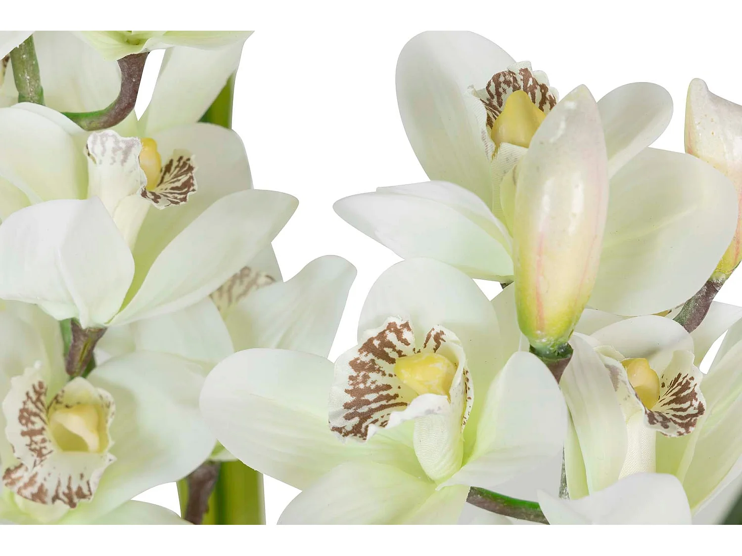 Planta Orquidea Cymbidium 60x60x100 Cm
