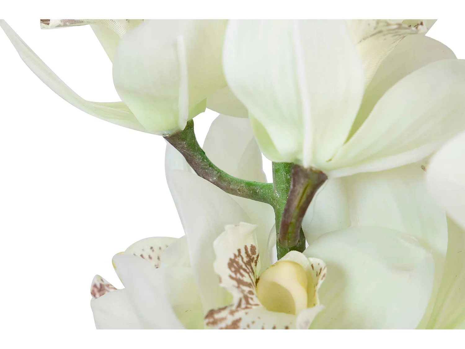 Planta Orquidea Cymbidium 60x60x100 Cm